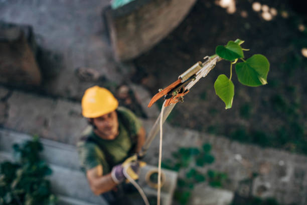 Richland, MS Tree Services Company