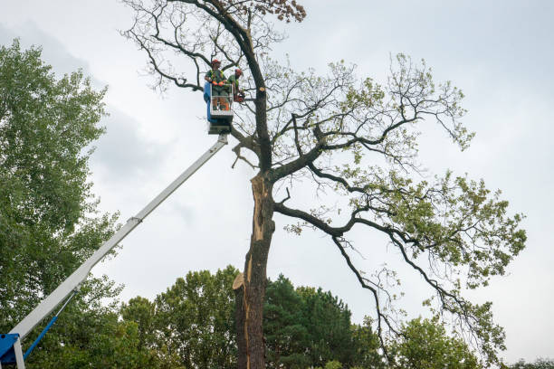 How Our Tree Care Process Works  in  Richland, MS